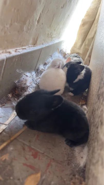 Filhotes de Coelho  - Foto 4