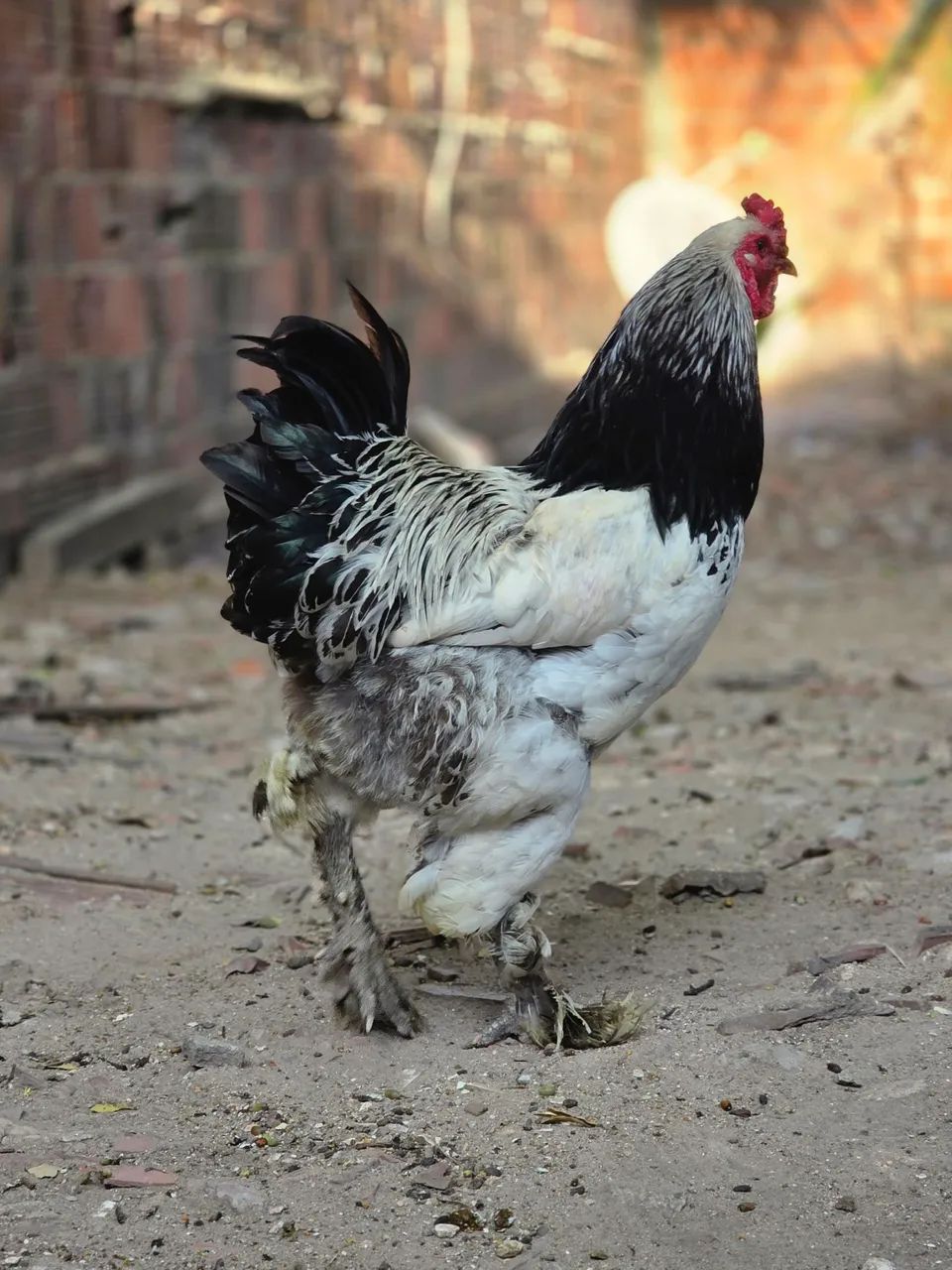 GALO BRAHMA - Foto 3