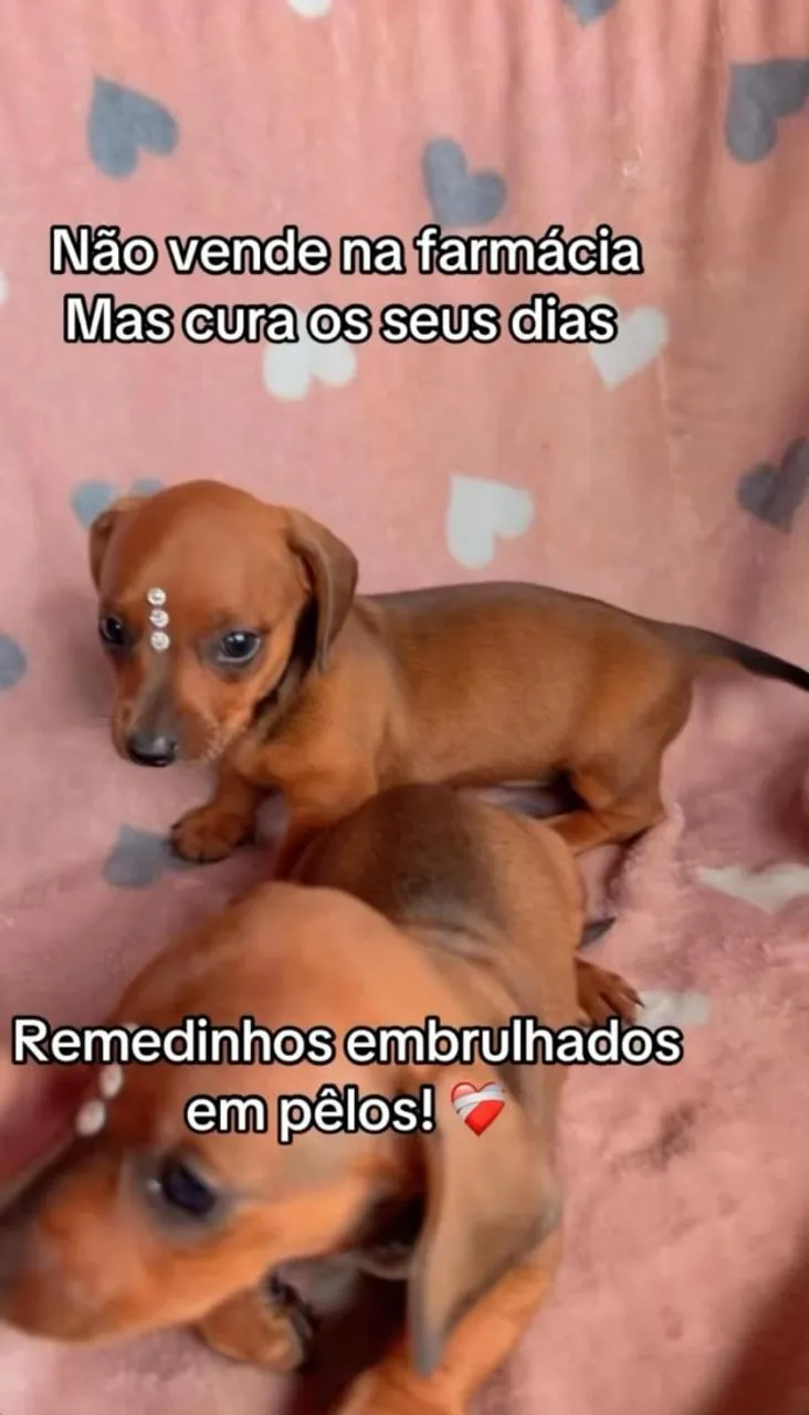 Filhotes de Dachshund - Remédios em pêlos!