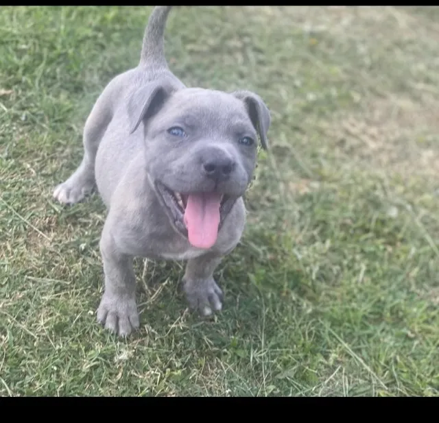 Cane corso macho com olhos azuis