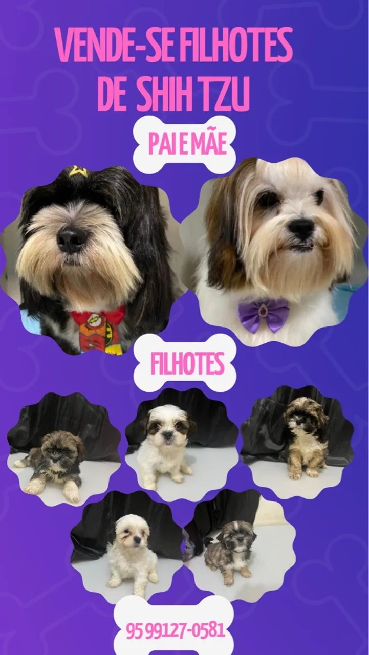 Filhotes de Shih Tzu - Pai e Mãe