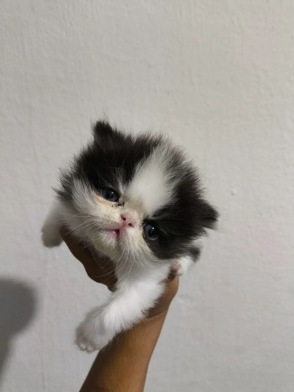 Gatinho Persa - Foto 5