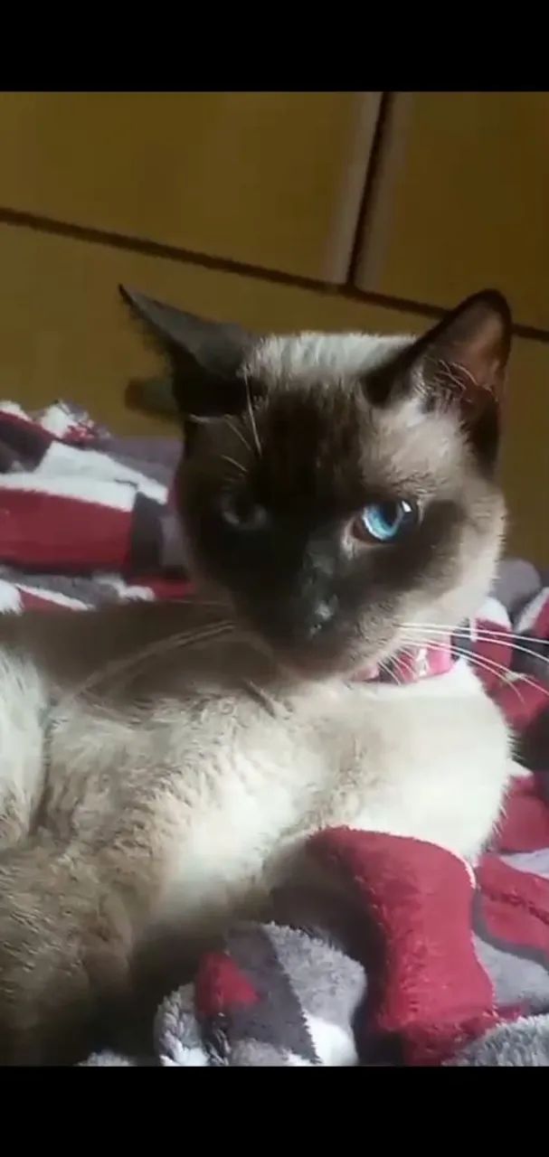 Esmeralda gata siamês dos olhos azuis. - Foto 2