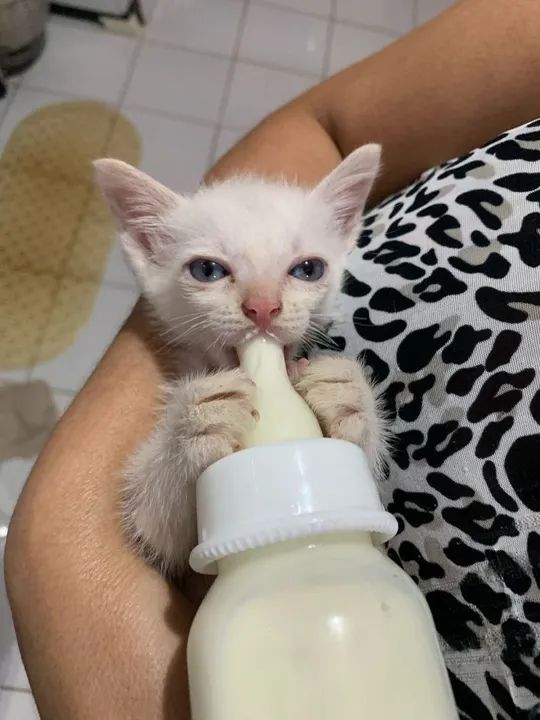 Gatinho branco lindo e dócil para adoção - Foto 3