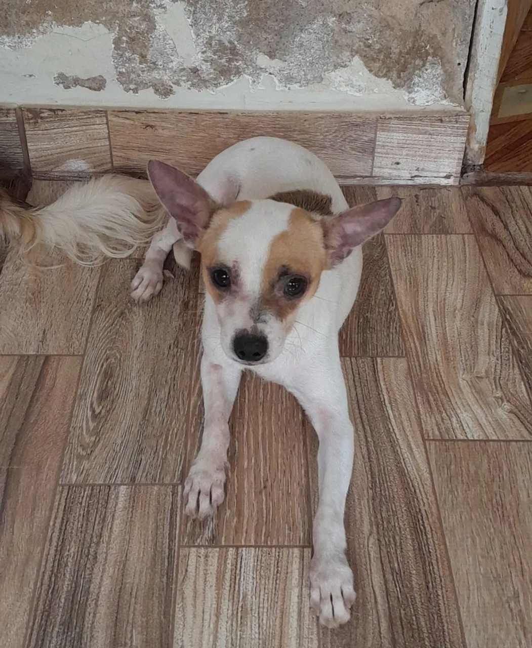 Cachorra de porte pequeno. Porto velho/Rondônia