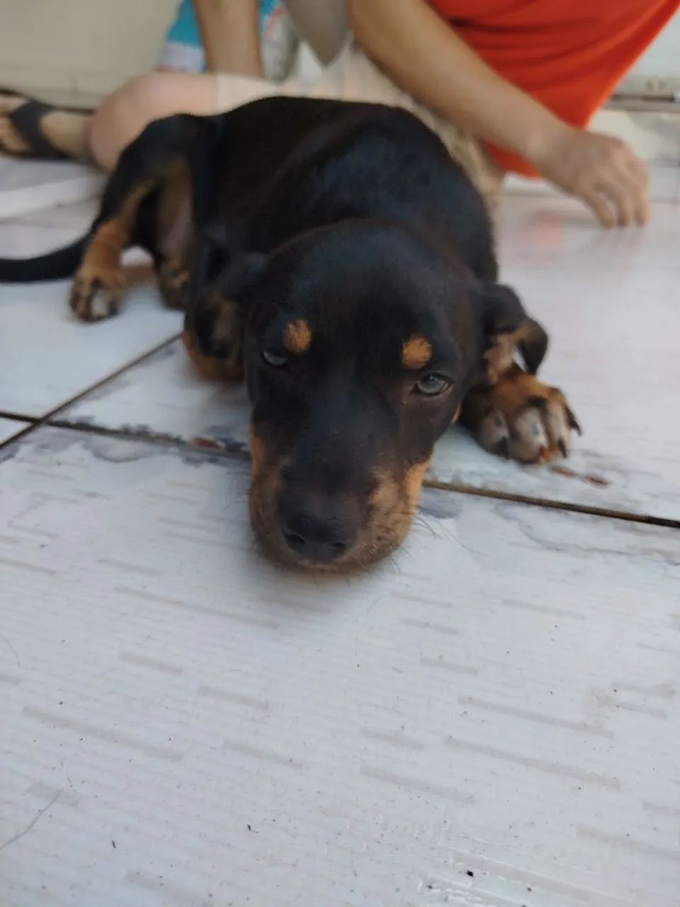 Filhote de cachorro - Foto 3