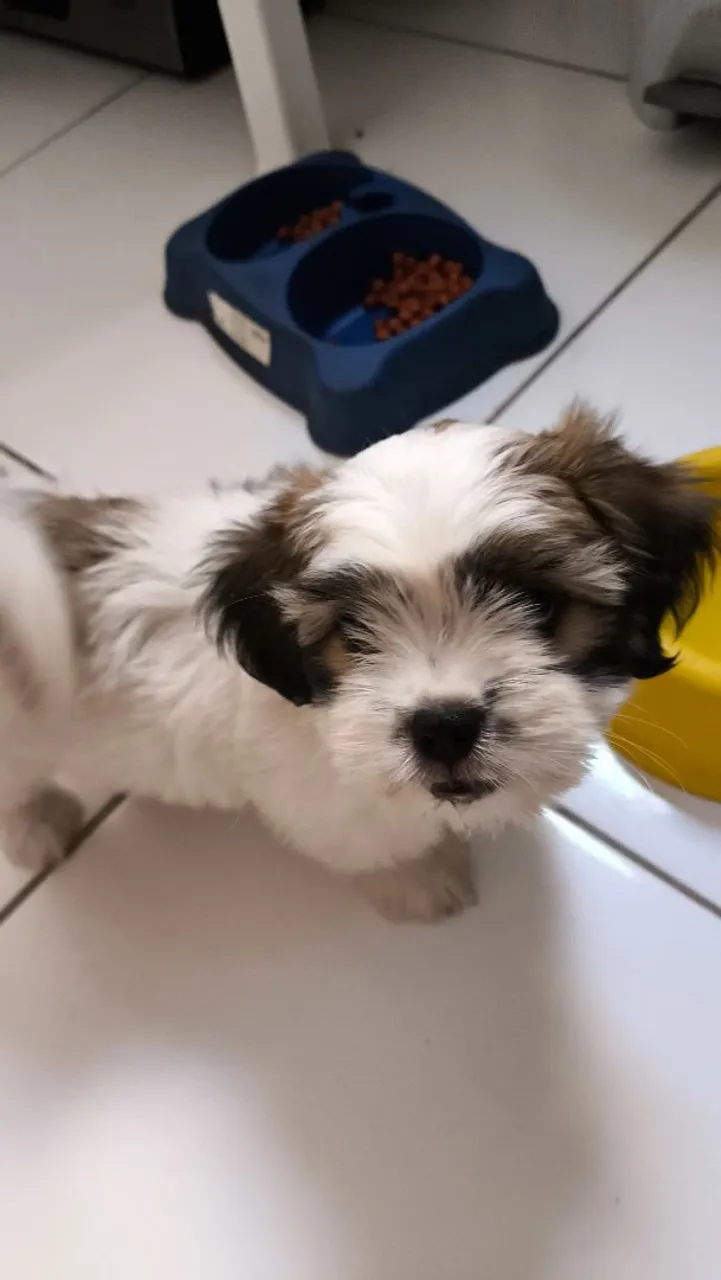 Filhote Shih Tzu disponível para venda