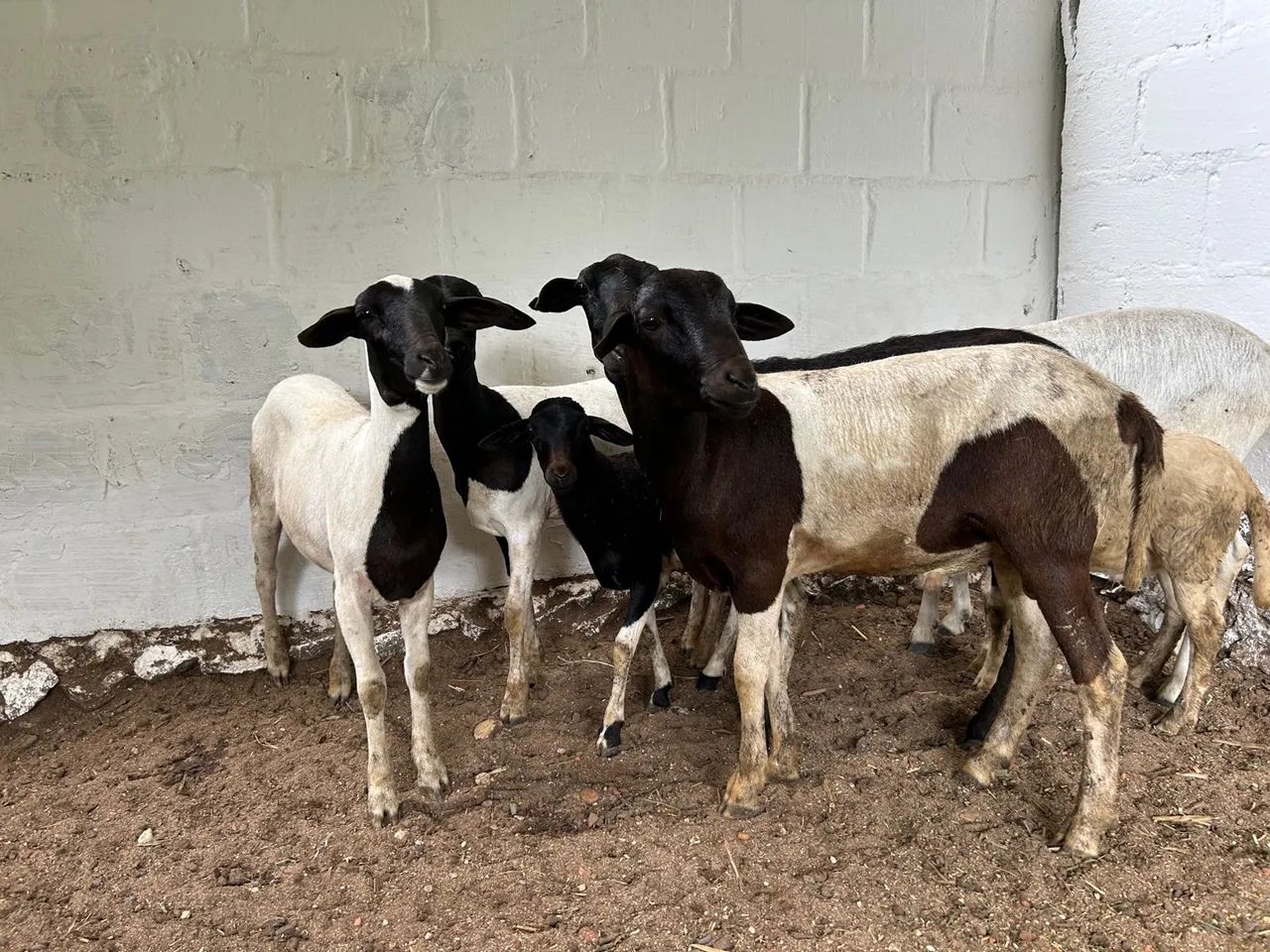 Carneiros e Ovelhas santa Inês 