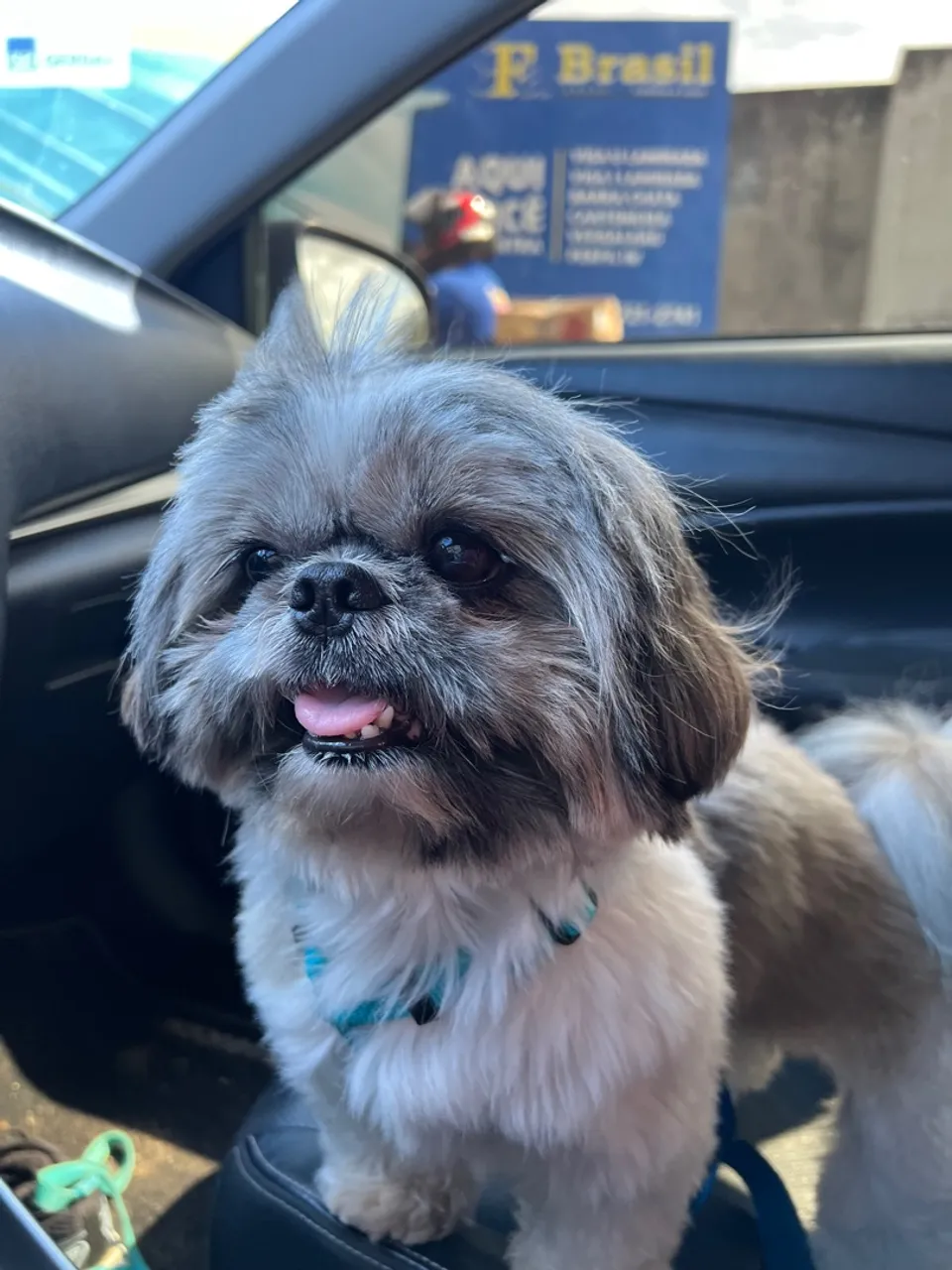Namorada para Shih Tzu 