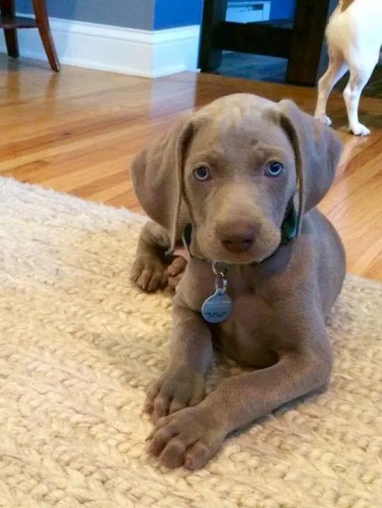 Weimaraner Filhotes Lindos  - Foto 2