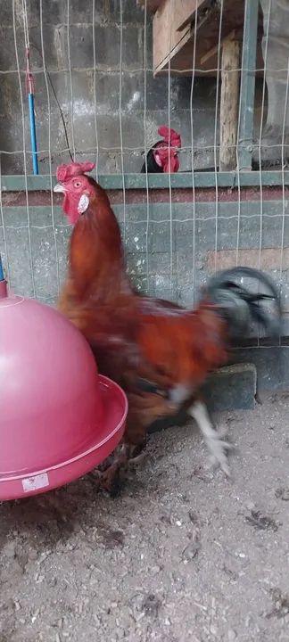 Vendo Galos - Foto 3