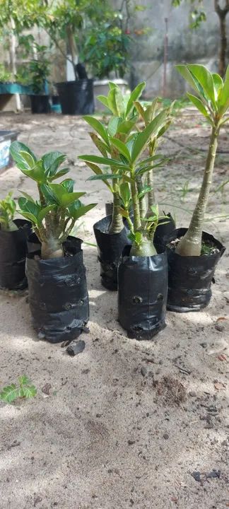 Mudas rosas do deserto  - Foto 3