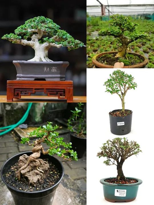 Mudas para Bonsai de diversas espécies