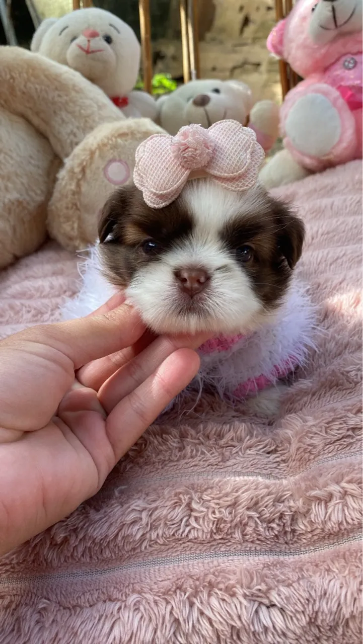 Shih Tzu Fêmea - Linda e Charmosa!