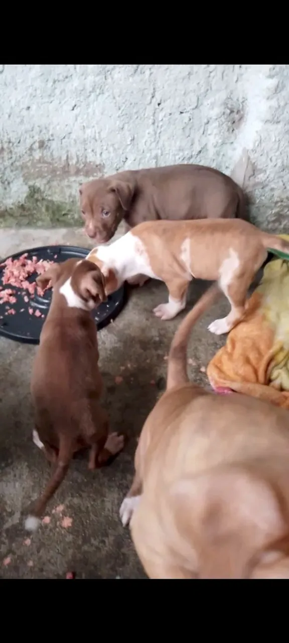 Lindos Filhotes de pitmonsterxpitbull