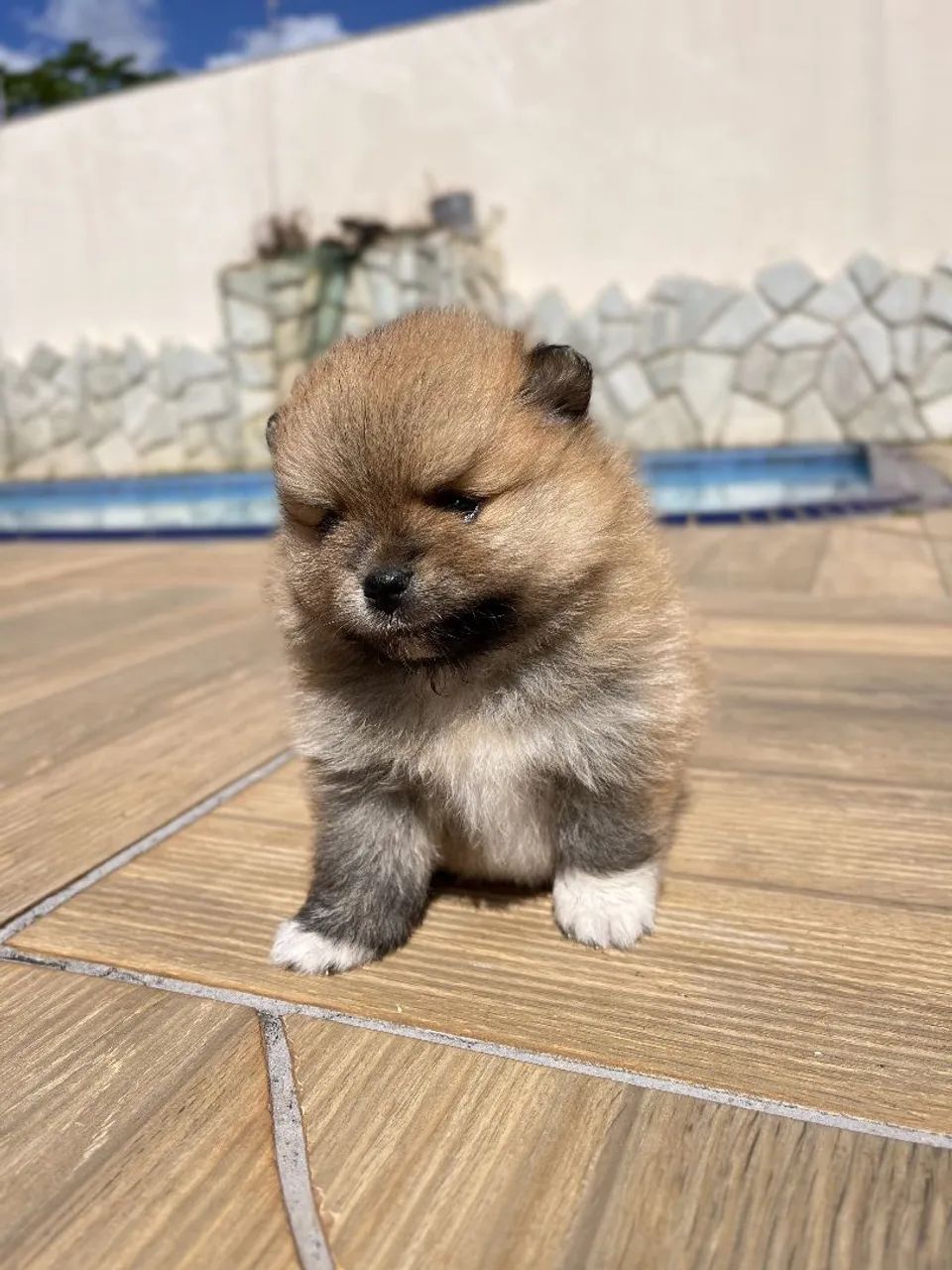 Filhotes Spitz Alemão ( LULU DA POMERANIA) - Foto 5