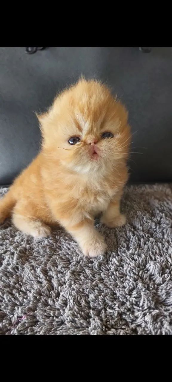 Maravilhosos Filhotes de Gato Persa  - Foto 5