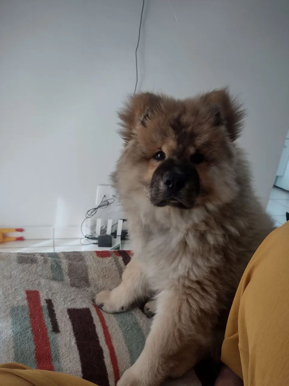 Chow Chow  - Foto 6