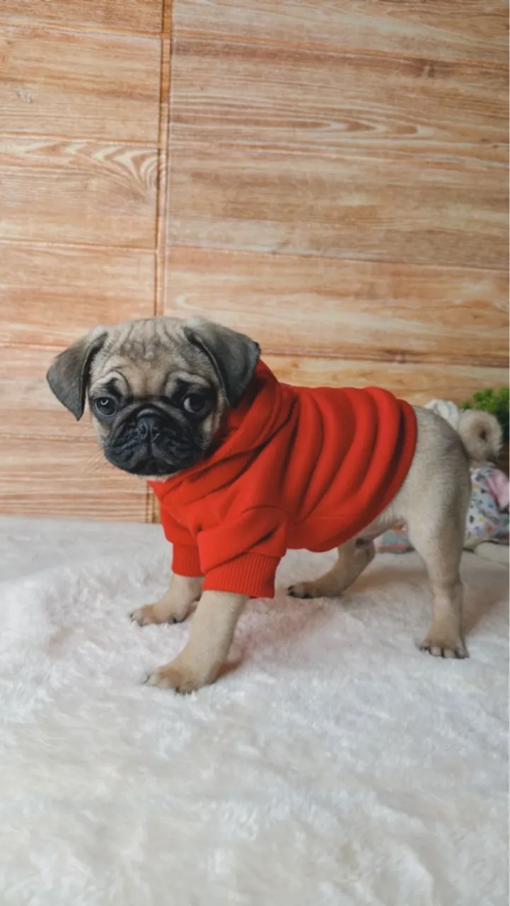 Filhote de Pug Charmoso e Confortável