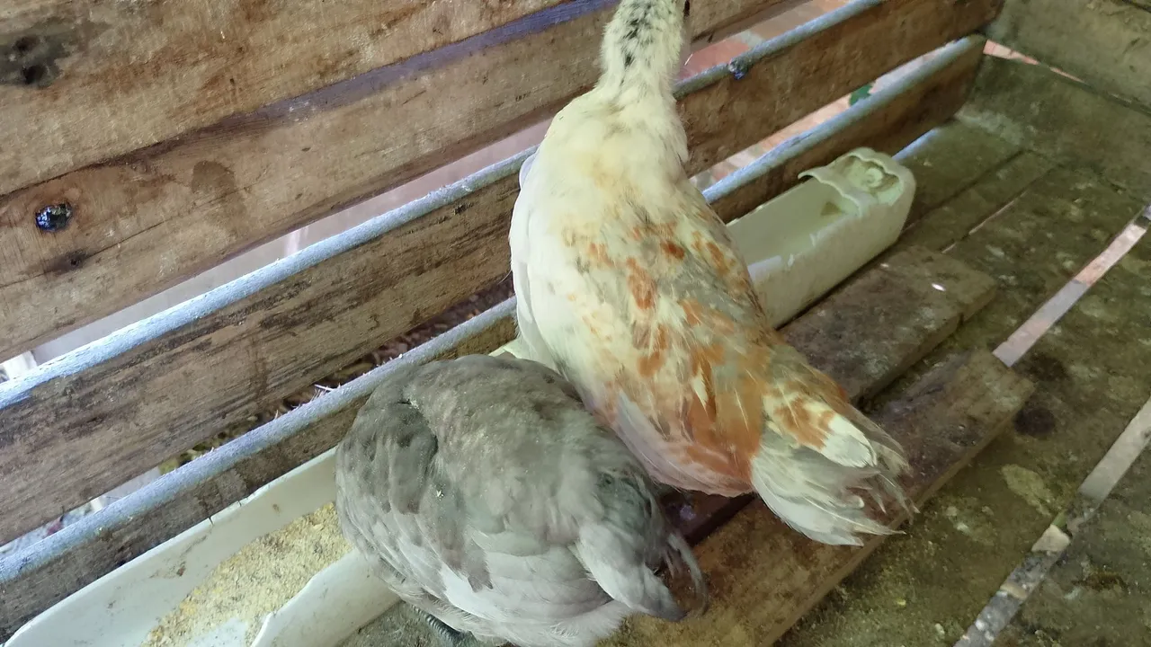 Vendo um galo e pintos da raça Ameraucana pura