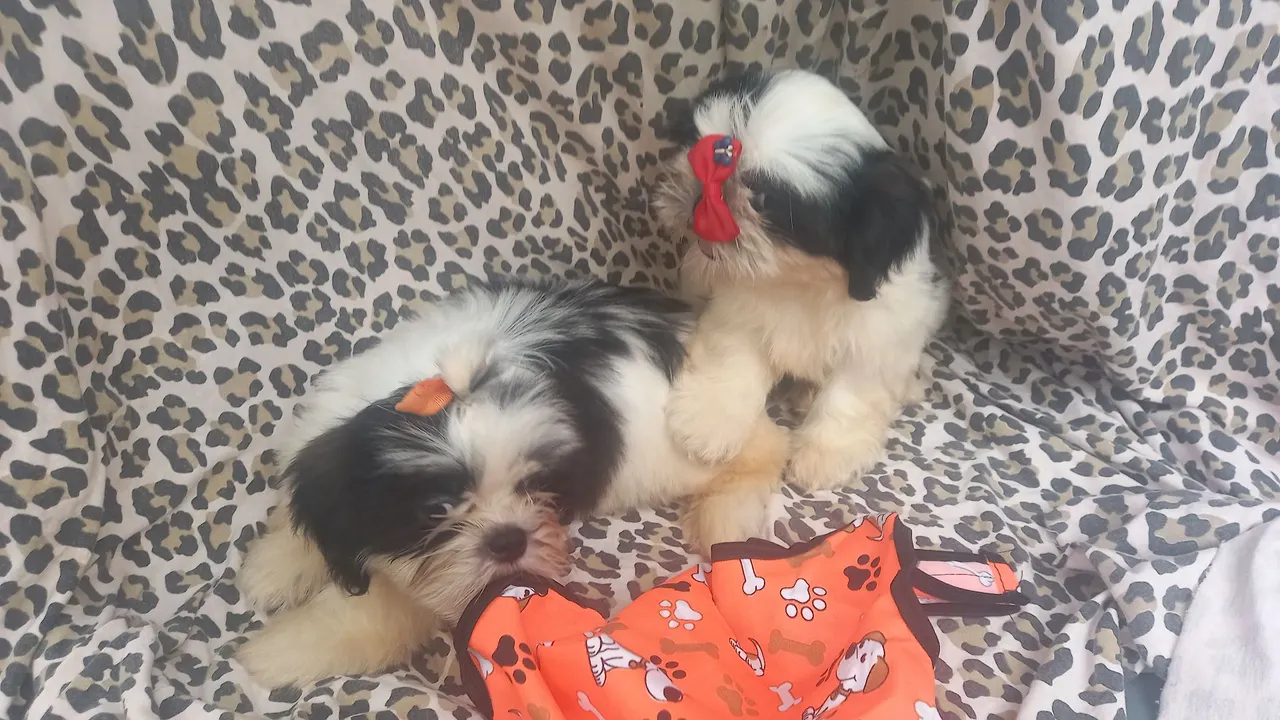 Shih-tzu