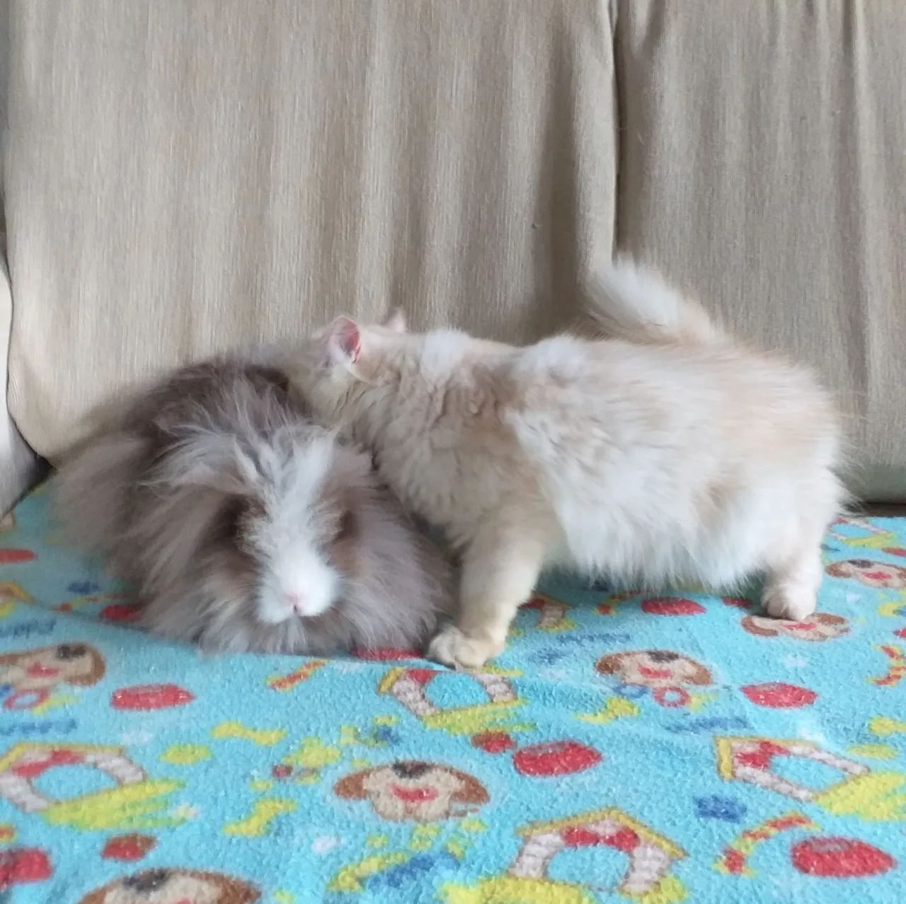 Coelho mini Lion  - Foto 2