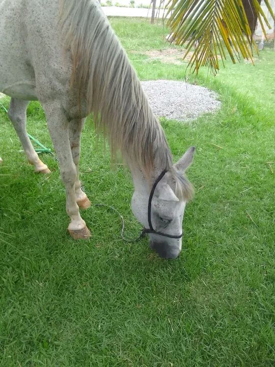 Cavalo Mangalarga Marchador - Foto 3