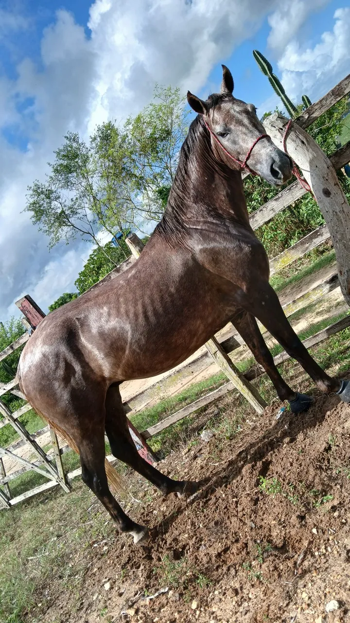 Cavalo