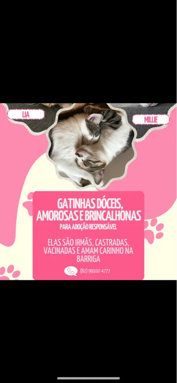 Duas gatinhas dóceis para adoção responsável