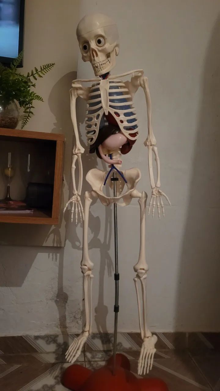 Esqueleto Humano para Estudo