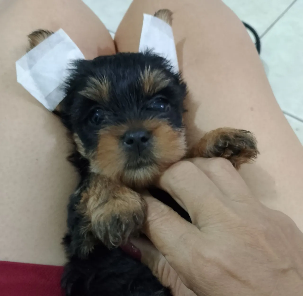 Filhote de Yorkshire Terrier à venda