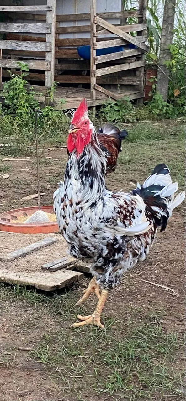 Galo Ornamental