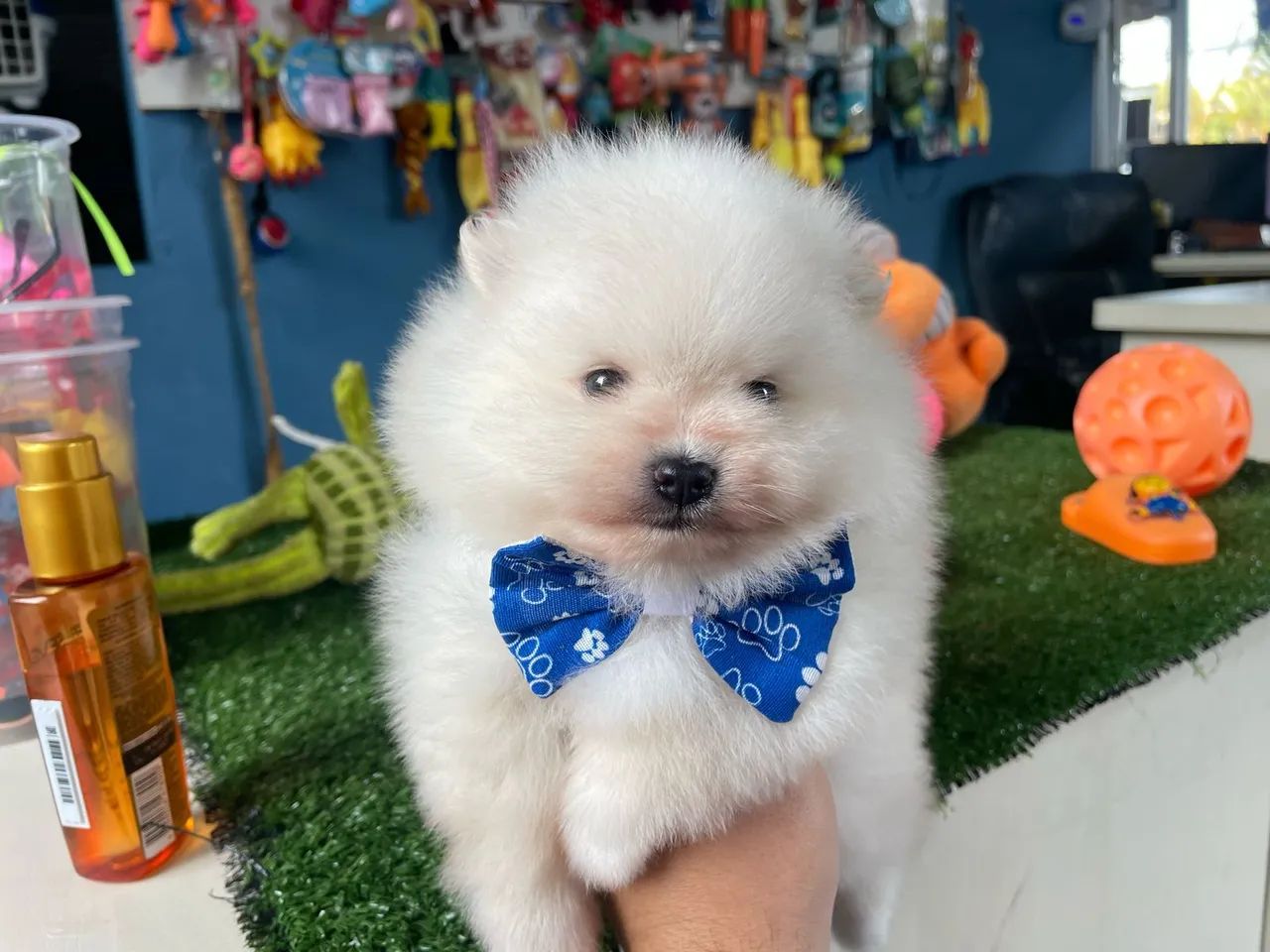 Spitz Alemão - Puro e Charmoso! - Foto 3