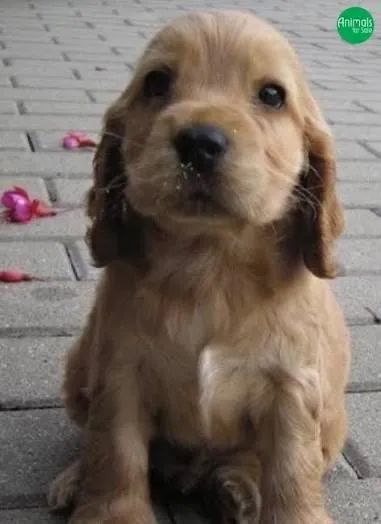 Cocker inglês já liberados 