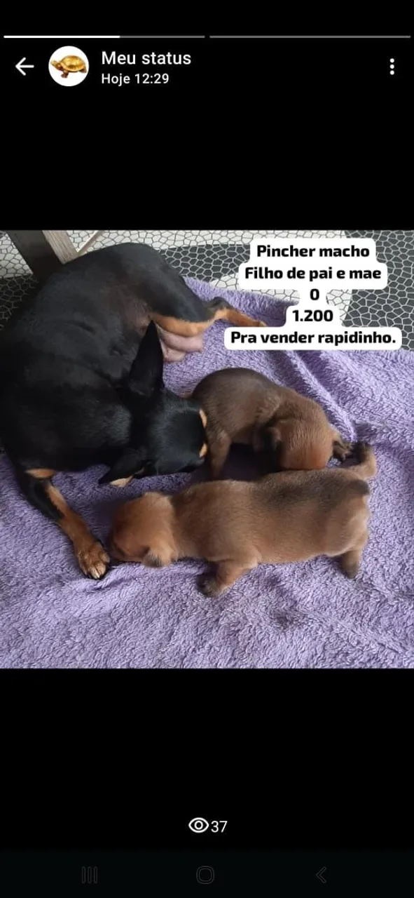 Filhotes de Pinscher Machos - porte pequeno