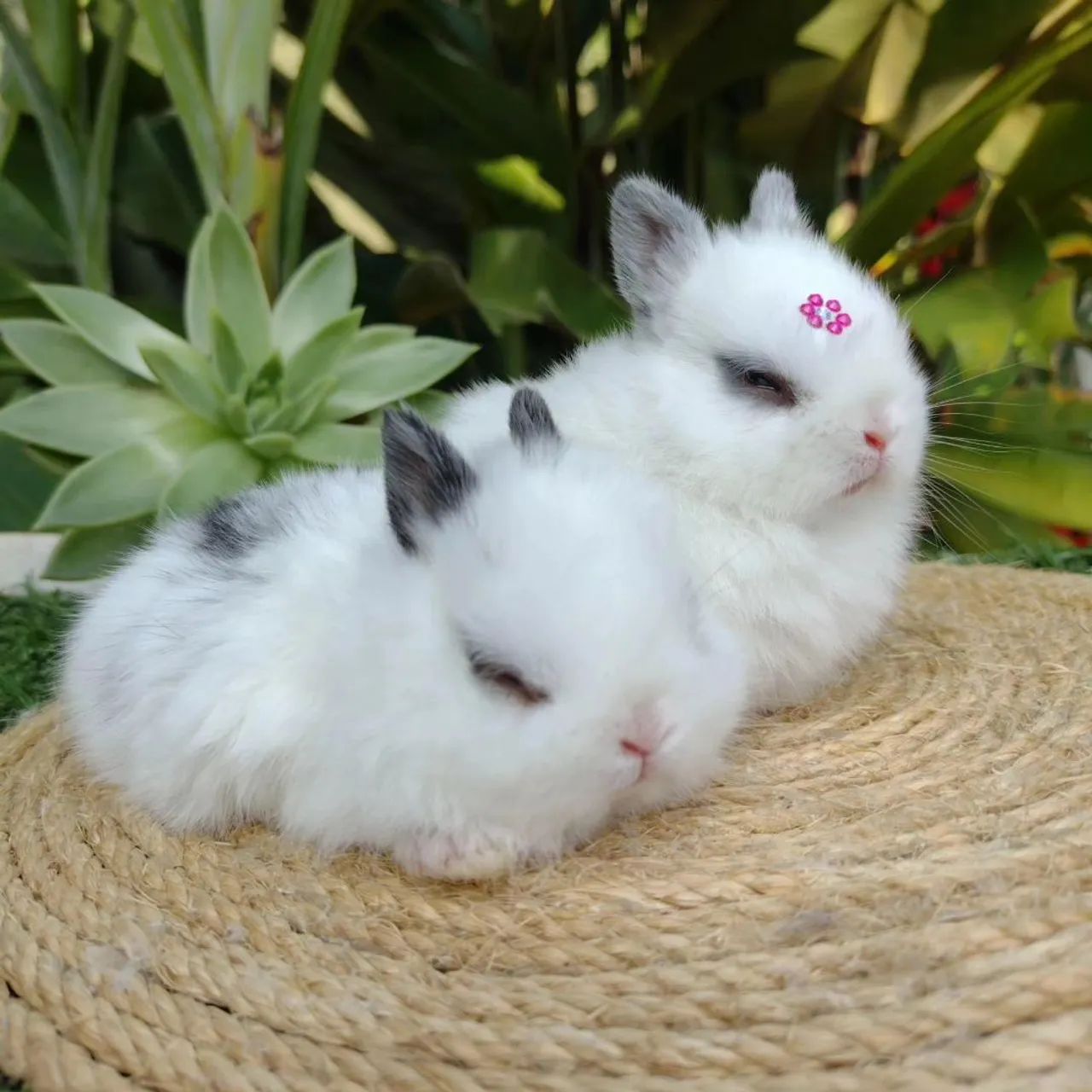 Netherland dwarf  - Foto 4