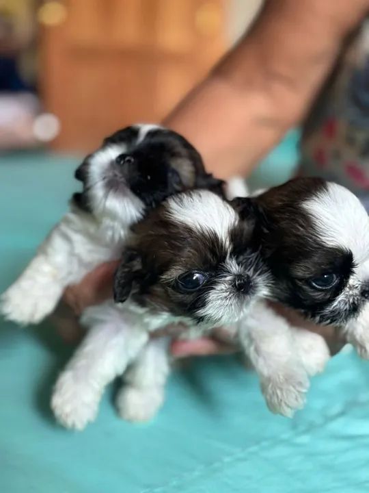 Filhotes de Shitizu Macho e Fêmeas  - Foto 2