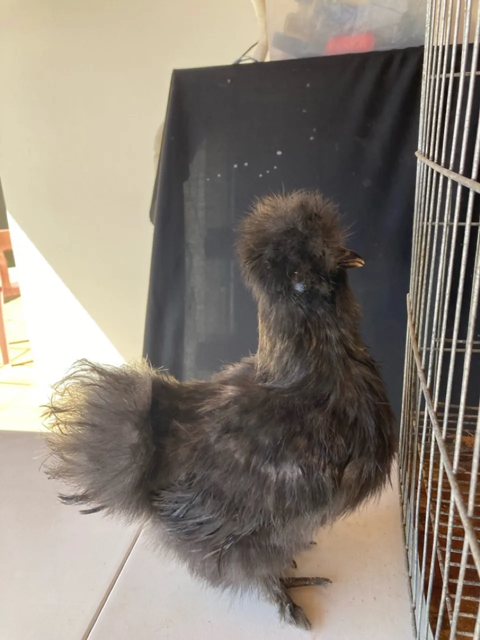 Galinha sedosa do Japão 