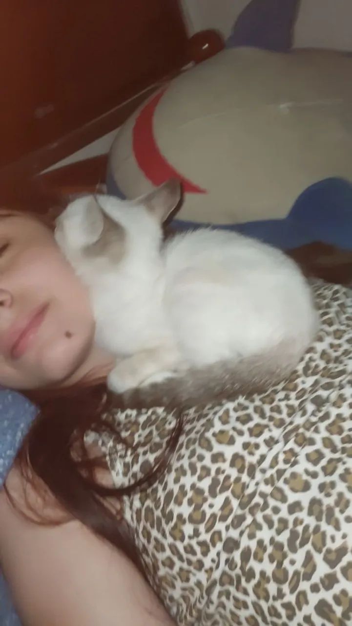 Gatinho branco fofinho para adoção - Foto 4