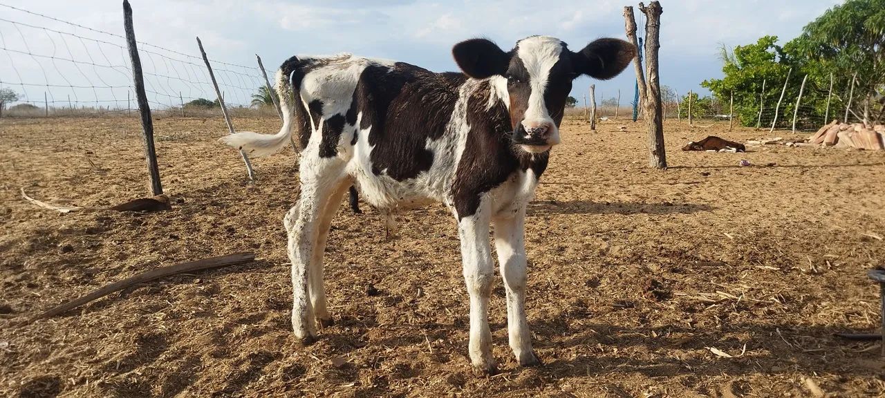 Bezerros  - Foto 4