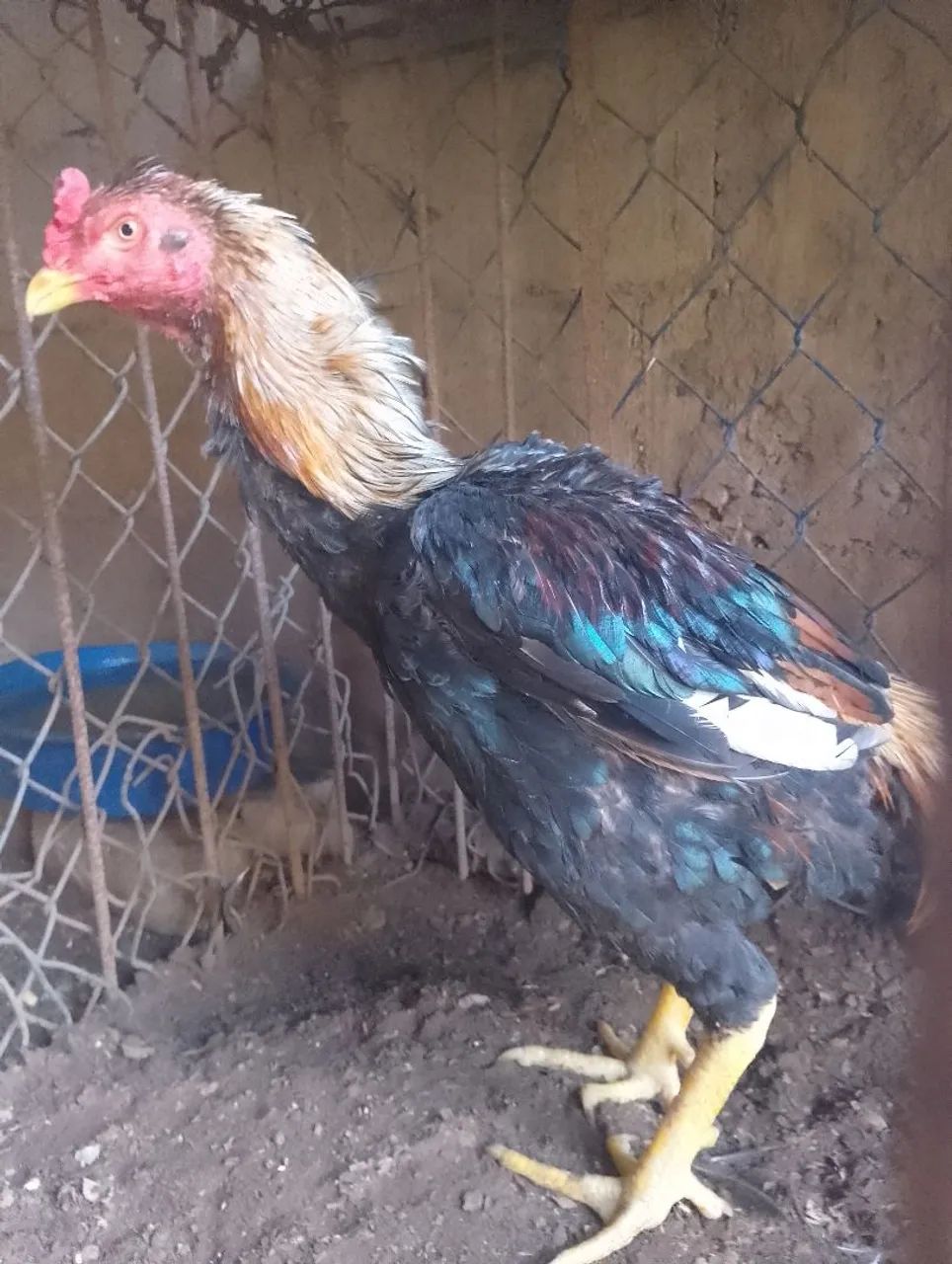 Galo  - Foto 5