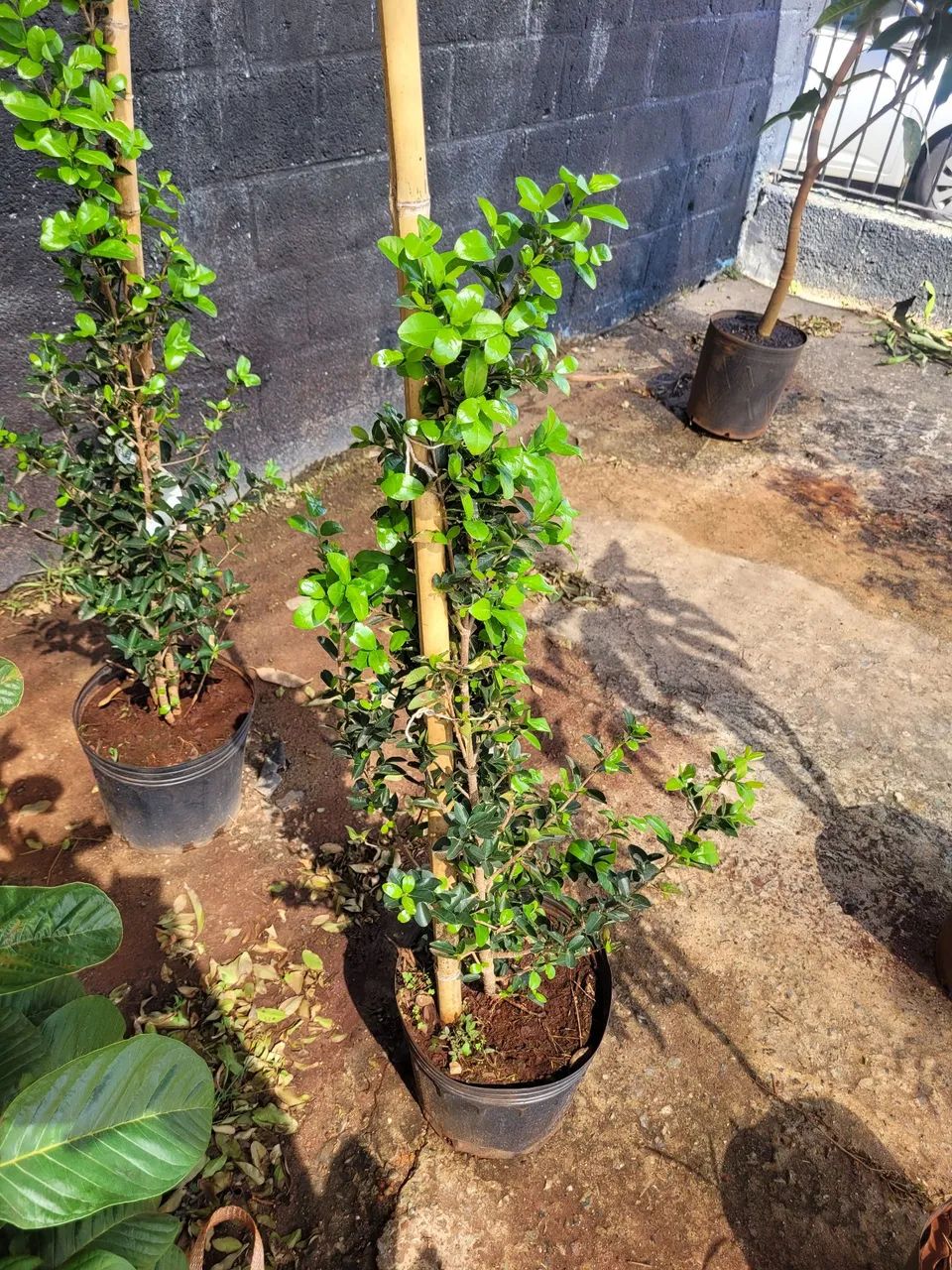 Mudas Frutíferas Enxertadas  - Foto 5