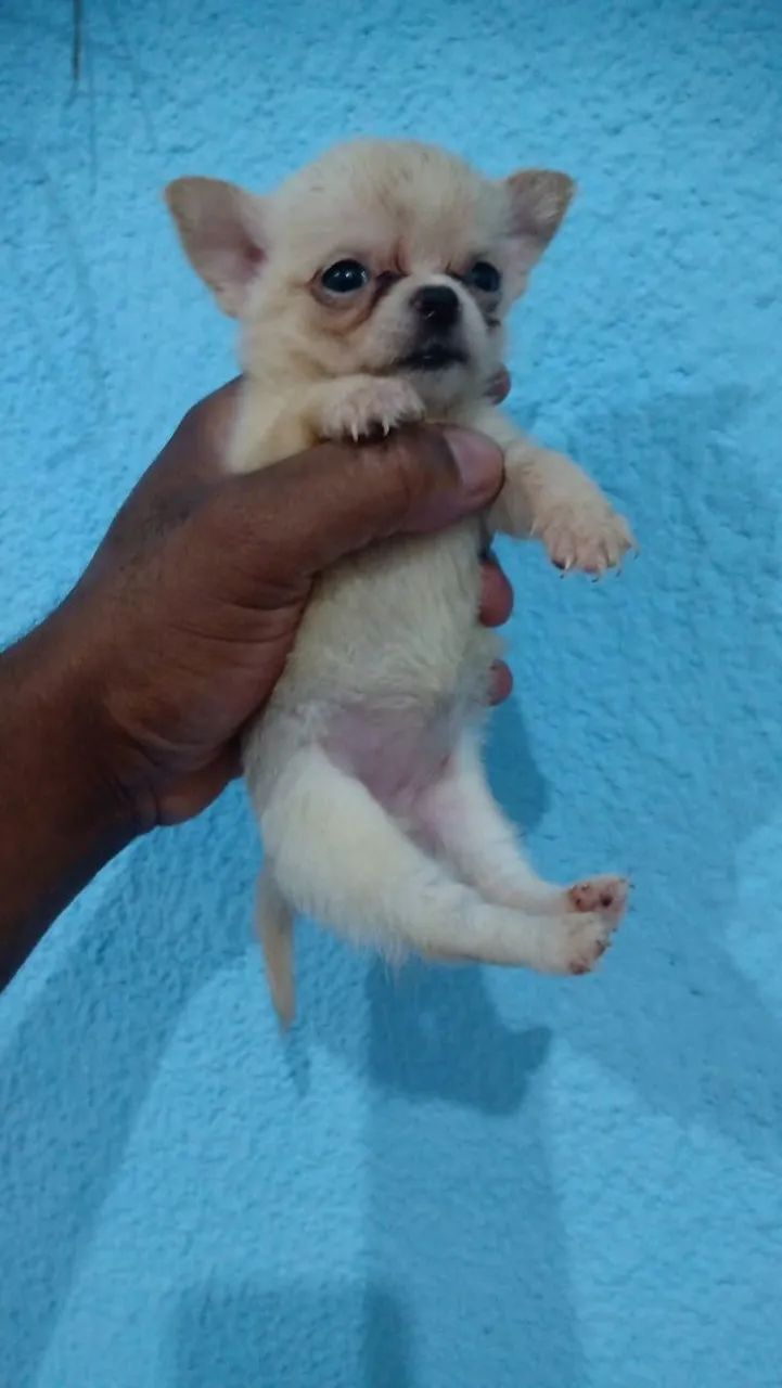 Chihuahua filhote fêmea 