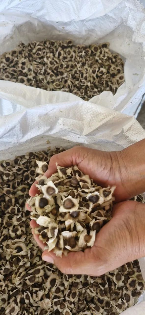 1000 SEMENTES MORINGA - Foto 2