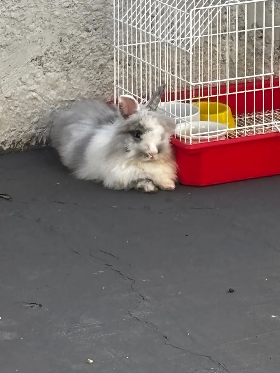 Coelhinha lion Cinza e Branco - clhoe