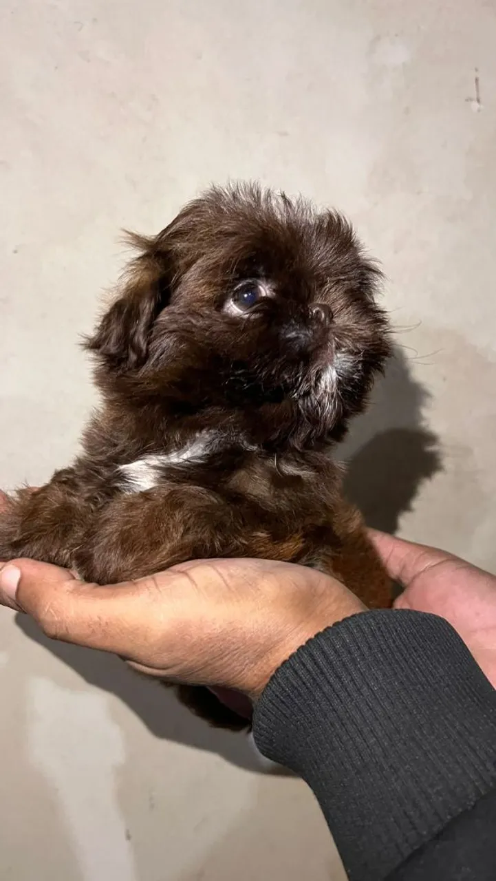 Shihtzu fêmea chocolate