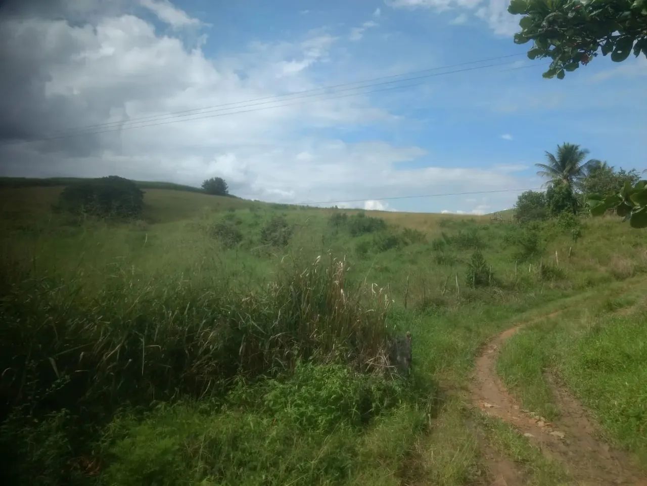 Vendo uma Propriedade em Palmares, 900 hectares, R$: 25.000 - Foto 5