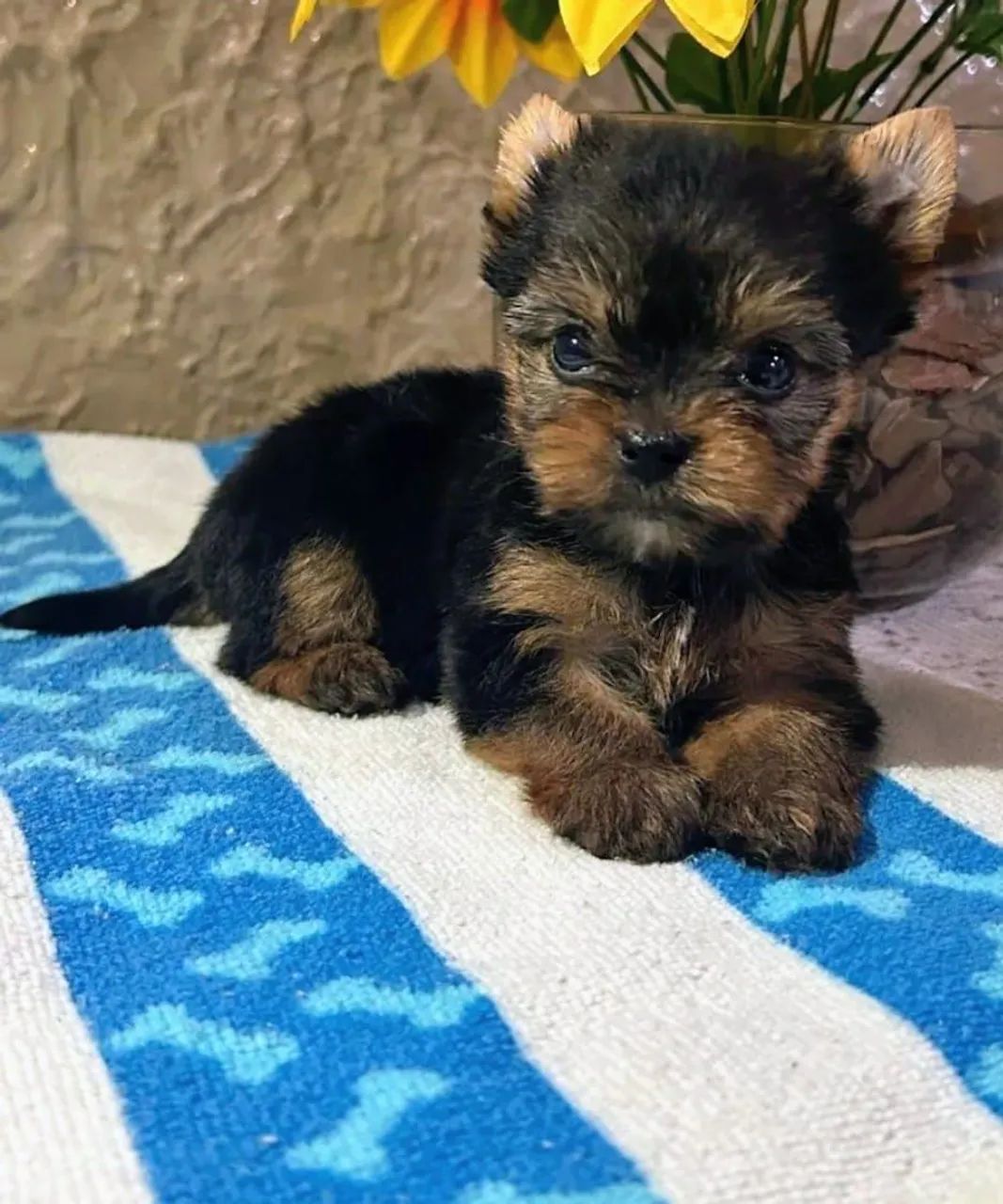 Yorkshire para quem ama cães pequenos 
