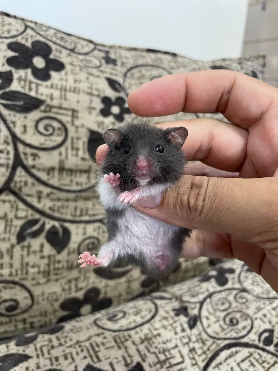 Hamster sírio filhotes