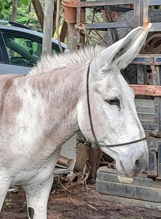 Jumento pega macha picada - Foto 3